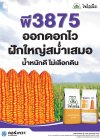 ไพโอเนียพี3875