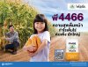 เมล็ดพันธุ์ข้าวโพดไพโอเนีย P4466 ขนาด 10 กิโลกรัม