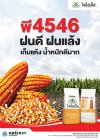 เมล็ดพันธุ์ข้าวโพด ไพโอเนีย พี4546 ขนาด 10 กิโลกรัม