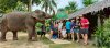 Program B – Premium Afternoon Elephant Experience For - Adults