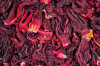 Hibiscus Roselle - Cultivation, Taste, Benefits, and Uses
