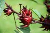Best Harvesting Thai RED ROSELLE HIBISCUS Best Harvesting Thai RED ROSELLE HIBISCUS