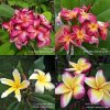 Labeled Plumeria 100 SEEDS #1 Free shipping