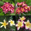 Plumeria Thai Duke, Yala 2, Eua Endoo Yellow and Vera Cruz Rose