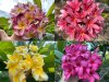 Labeled Plumeria 100 SEEDS #3