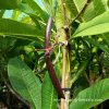 PLUMERIA RUBRA MIXED SEEDS