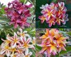 Labeled Plumeria 100 SEEDS #4