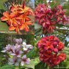 Labeled Plumeria 100 SEEDS #6