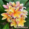 Plumeria plant APRICOT TIME