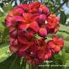 Plumeria plant ARANGAN