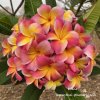 Plumeria Diana