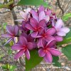 Plumeria plant IDA PRINCESS