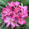 Plumeria plant RACHEL'S CLOUD