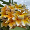 Plumeria RAPHIN YELLOW SEEDS