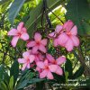 Amazon Pink plumeria