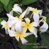 Plumeria AMMARON'S CURLY WHITE plant