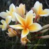 Plumeria SUN DRAGON plant