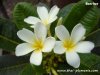 Dwarf Plumeria