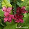 Plumeria Black Tiger