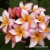 Plumeria BUTTERFLY WING