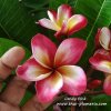 Plumeria Candy Pink 37 SEEDS, Free shipping