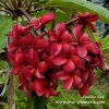 Plumeria CHALIKA RED SEEDS