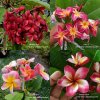 Plumeria 100 SEEDS of Yala 2, Candy Pink, Chalika Red and Diana