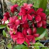 Chalika Red Plumeria