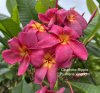 Plumeria seeds Charlotte Ripple