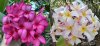 Plumeria 50 seeds #2 Free shipping