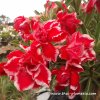 Adenium CHRISTMAS plant