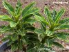 Dwarf Plumeria