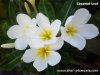 Dwarf Plumeria