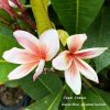 Plumeria Coral Cream