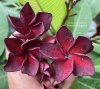 Plumeria plant DANG SUREESHINE