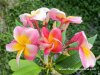 Plumeria DIANA SEEDS, Free shipping