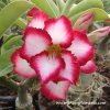 Adenium DOUBLE SWEET plant