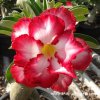 Adenium DOUBLE SWEET plant