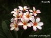 Dwarf Plumeria