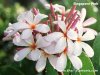 Dwarf Plumeria