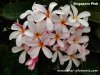 Dwarf Plumeria