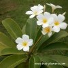 Dwarf Plumeria SINGAPORE WHITE plant
