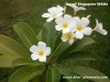 Dwarf Plumeria