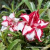 Adenium FERRARY plant