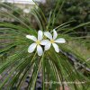 Plumeria FILIFOLIA