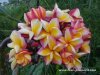 Plumeria FRUIT SALAD