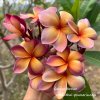 Plumeria George Brown