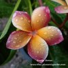 Plumeria George Brown