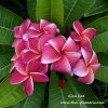 Gina Red plumeria