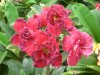 Adenium HASSADEE RED plant